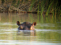 Hippo - Botswana