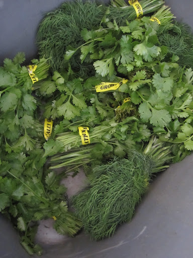 A selection of cilantro and dill A selection of cilantro and dill