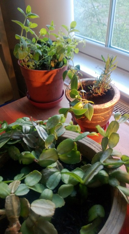 [WP_20130724_010%2520%2528829x1500%2529%255B3%255D.jpg]