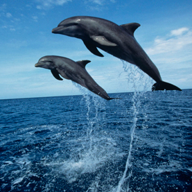 SINKING FORTUNES: Threats to dolphins include certain tuna fishing practices and run-off of agricultural and industrial chemicals into rivers that drain into coastal areas of the ocean where dolphins spend much of their time. Pictured: bottlenose dolphins. Image: Tom Brakefield, Thinkstock