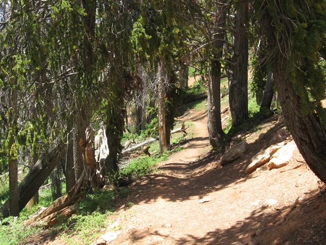 [BristleConesatCedarBreaks1234.jpg]