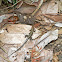 Four-lined Ameiva or Four-lined Whiptail