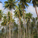 Coconut Palm Trees Everywhere - Savusavu, Fiji
