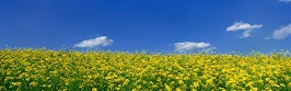 flower panoram_nebesnoe.info_09.jpg