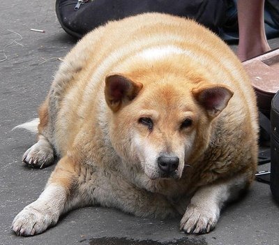 [obesidade%2520canina%255B7%255D.jpg]