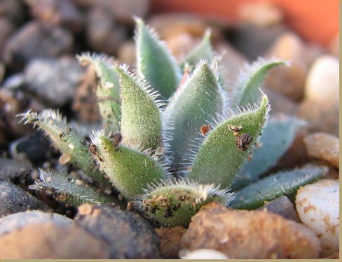 20120507 Sempervivum Balts Barkstis (8)