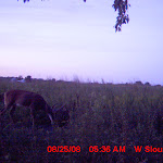 nichols deer 254.JPG