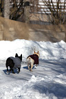 Franny, let's trot down and see our handy work.  You know, we got that chore done just in time before all this snow fell.