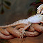 Boyds Forest Dragon - Oak Beach, Australia