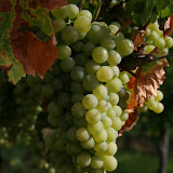 Mosel 2007