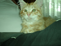 Afbeelding van alles kittens nikita 9 maart 2010 016.jpg