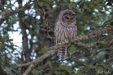 Owl Closeup at Jodys