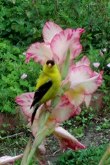 Goldfinch through sunroom window