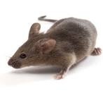 [mouse%2520models%255B3%255D.jpg]