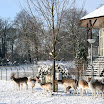 Ingezonden winterfoto's 2011-2012_29.jpg