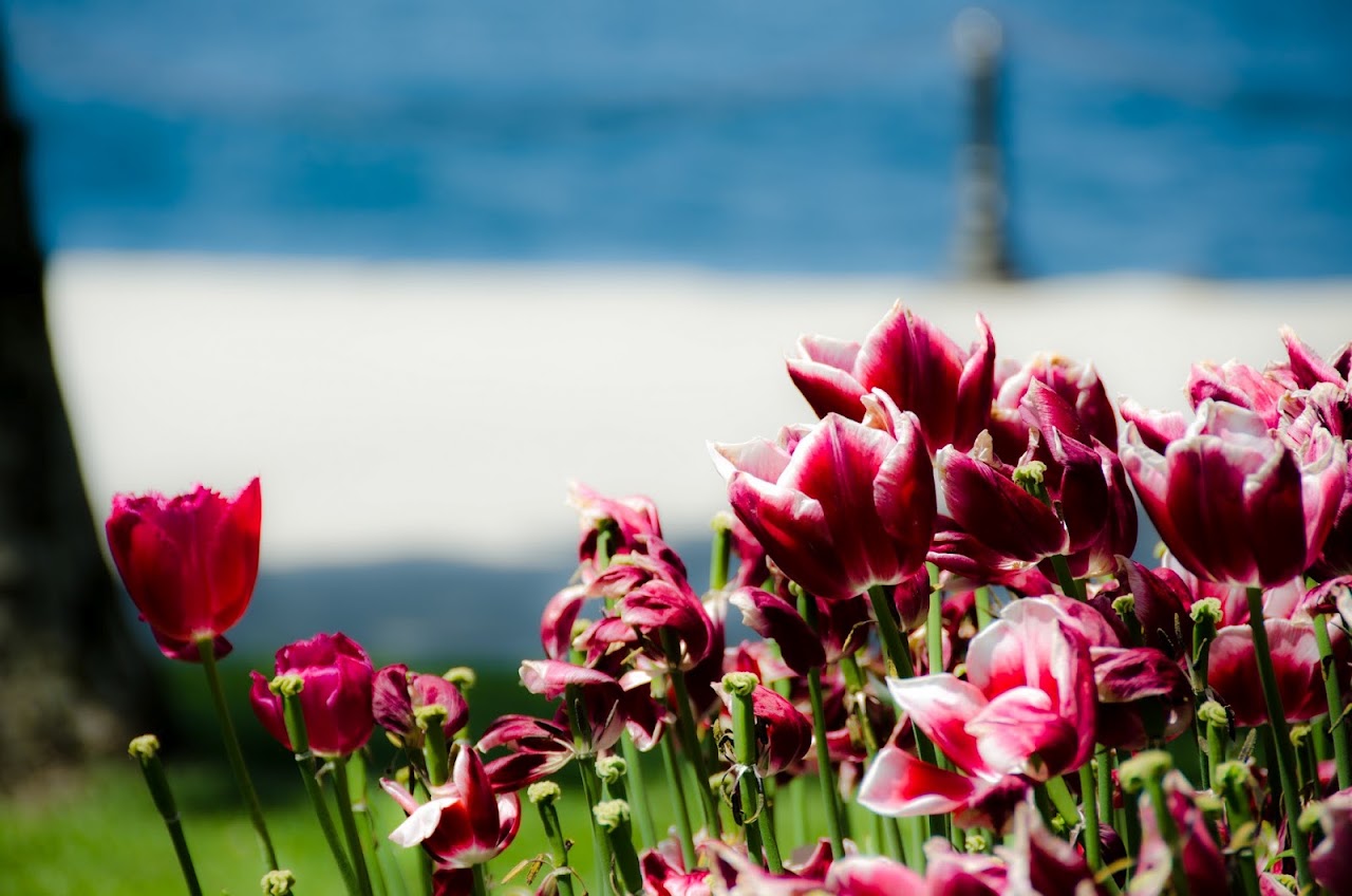 Tulips in Istanbul