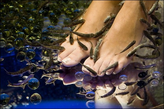 fish_1 fish_1