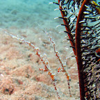 Harlequin ghost pipefish (Dauin, Negros)