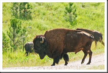 2011Jul31_Custer_State_Park_bison-1