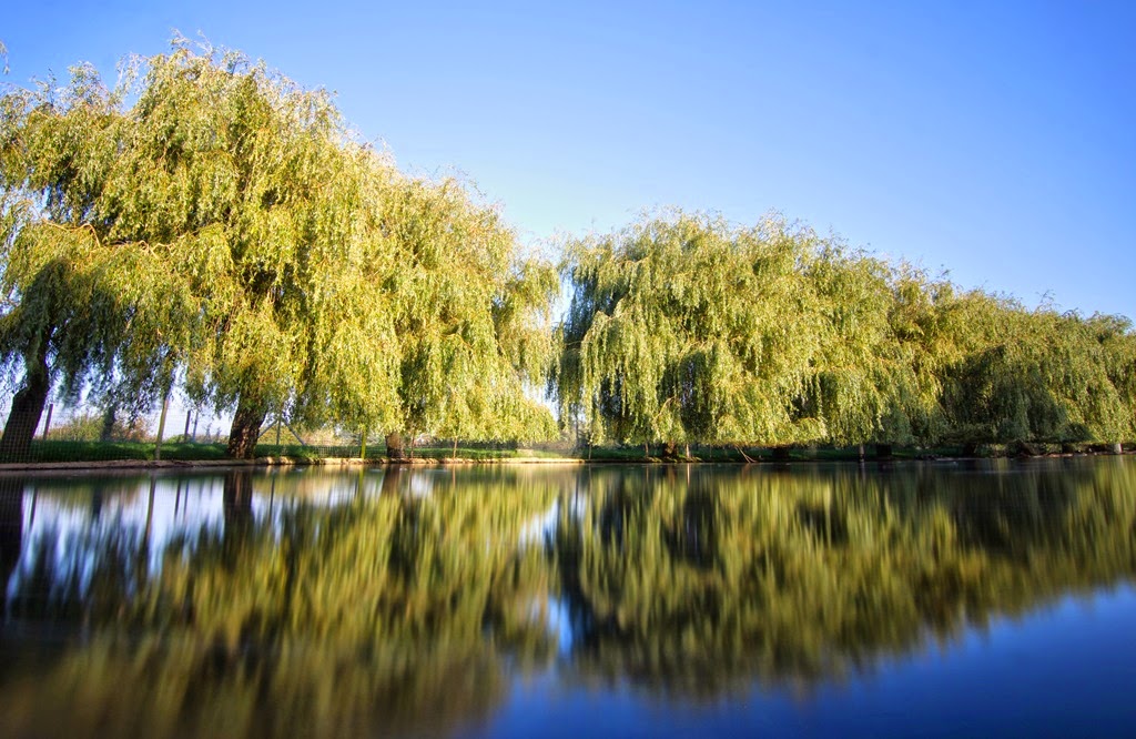 [Willow%2520trees%2520at%2520Lower%2520Lake%255B7%255D.jpg]