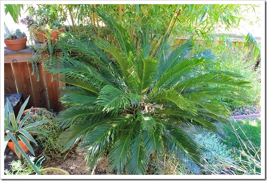 Sago palm flushing big