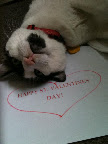 Kitties can make Valentine's too!