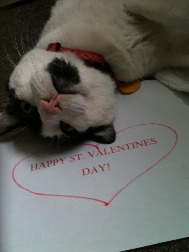 Kitties can make Valentine's too!