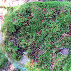 Sharkey, look at this fascinating patch of moss!  Moss grows in shady, damp areas on rocks and trees.  Did you know that moss has no flowers or seeds and reproduces by spores, like ferns and mushrooms?