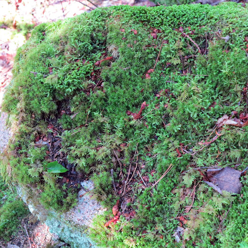 Sharkey, look at this fascinating patch of moss!  Moss grows in shady, damp areas on rocks and trees.  Did you know that moss has no flowers or seeds and reproduces by spores, like ferns and mushrooms?