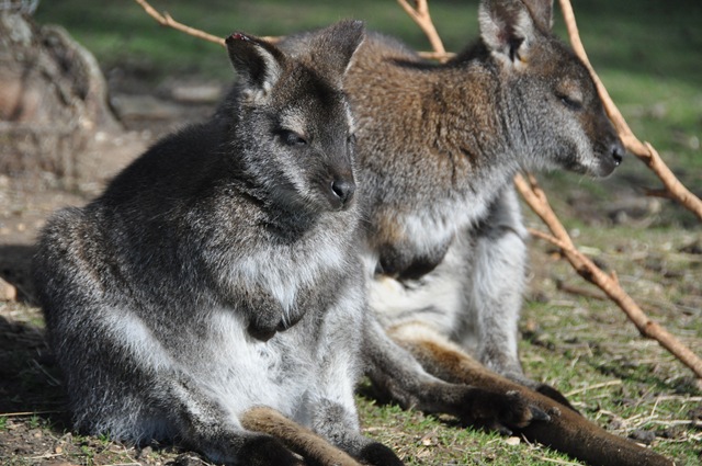 [In%2520winter%2520sun%2520Feb%25202012%2520DSC_0276%255B9%255D.jpg]