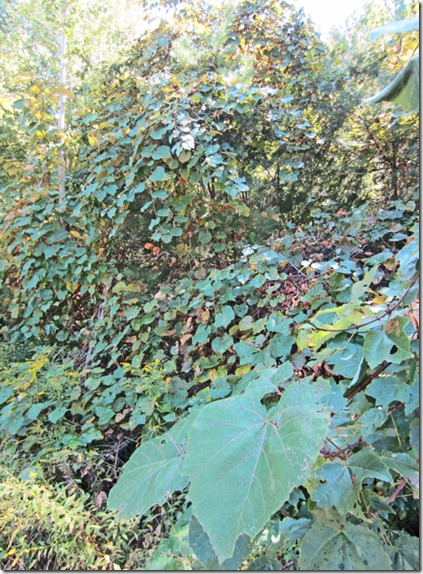 Wild grapes smothering a young sugar maple