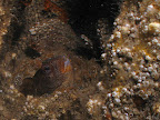 Aeolian Sky: a Tompot blenny pokes its head out of a broken pipe