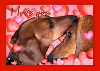 [dachshund_love_valentines_day_cardp1%255B1%255D.jpg]