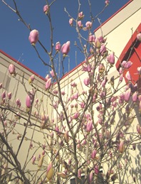 tulip magnolia (12) tulip magnolia (12)