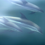Atlantic white-sided dolphins