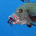 Sweetlips being cleaned
