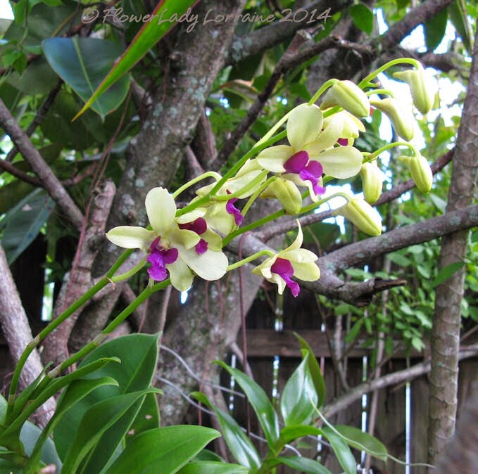 [09-29-noid-orchids-doug4.jpg]