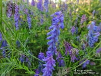 Kwiaty nieopodal cmentarza