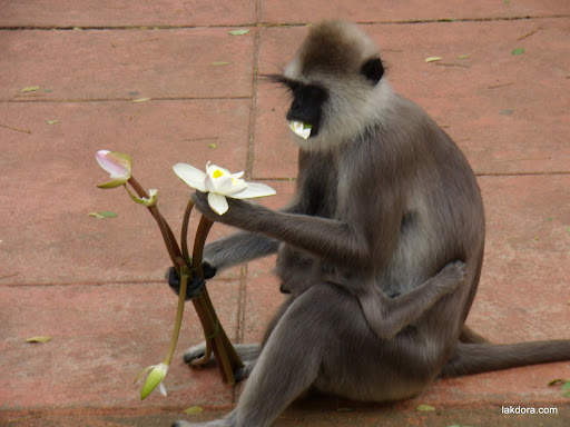 lanka monkey