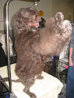 Portuguese Water Dog