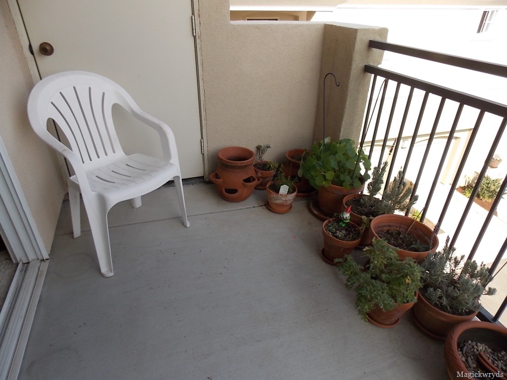 [february%2520garden%2520blog%25202%255B8%255D.jpg]