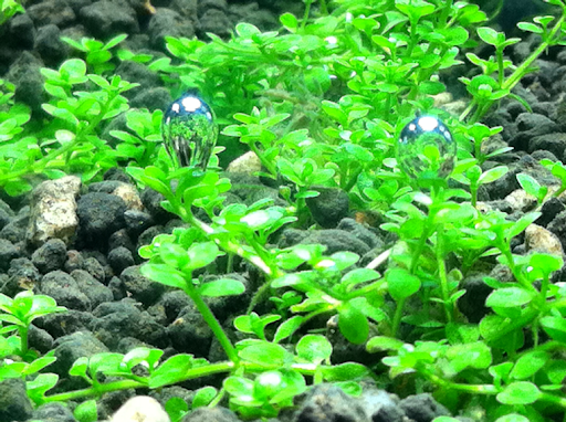 http://www.naturalaquascaping.com
