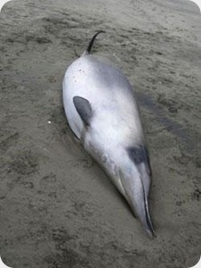 ballena-mas-rara-del-mundo-22674 ballena-mas-rara-del-mundo-22674