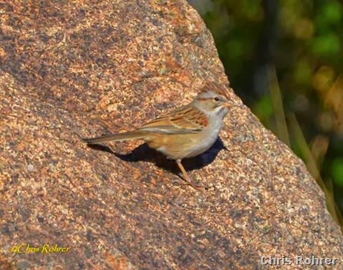 5. Rufous-winged sparrow CRohrer