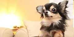 anjing bebe anjing bebe