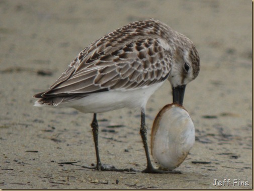 sandpiper with clam stuck_012