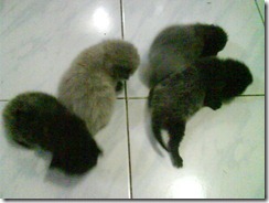 They used to be a team of four :( They used to be a team of four :(