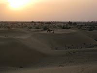 Sunset - Camel Safari