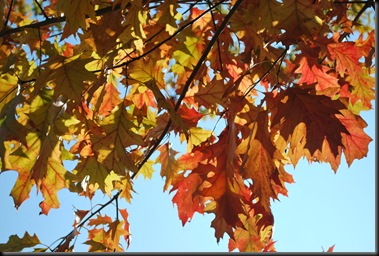 Autum Leaves - Høstblader