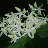 IMGP0993.JPG